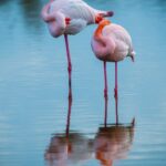 2022-12 - Parc ornithologique du Pont de Gau - Flamants roses - 26